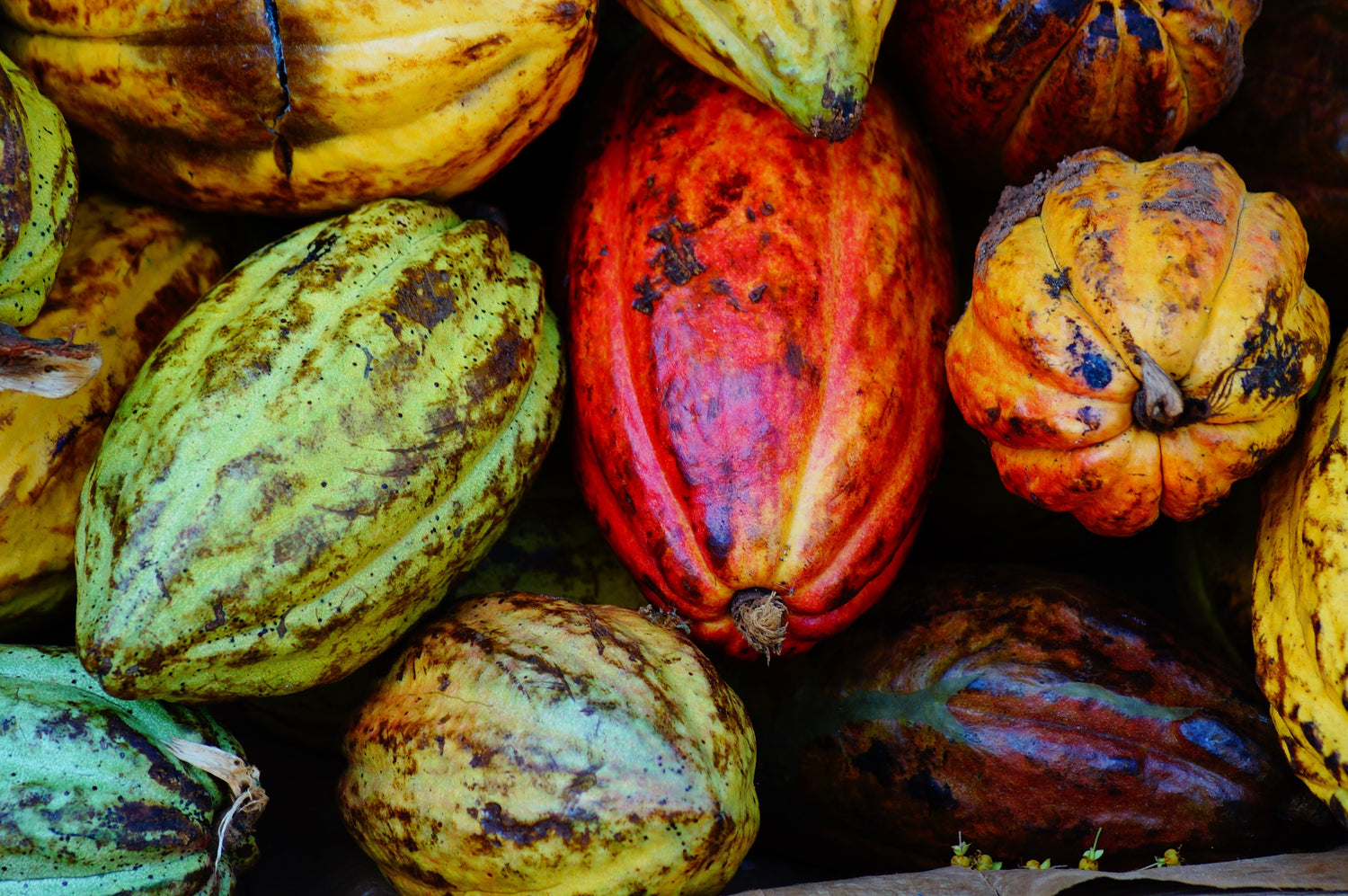 Bunte Kakaoschoten in unterschiedlichen Reifestadien – dicht aneinandergelagert.