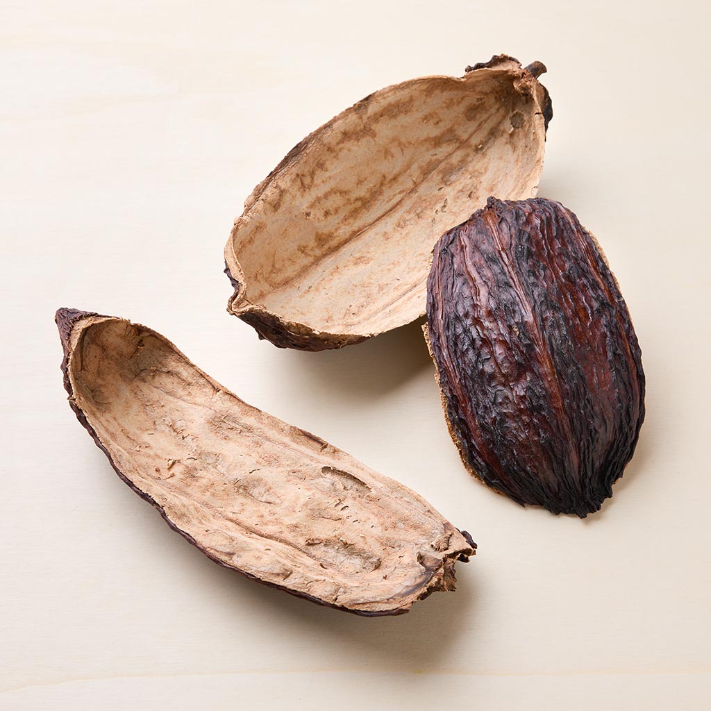 Drei braune getrocknete Kakaofrucht-Halbschalen